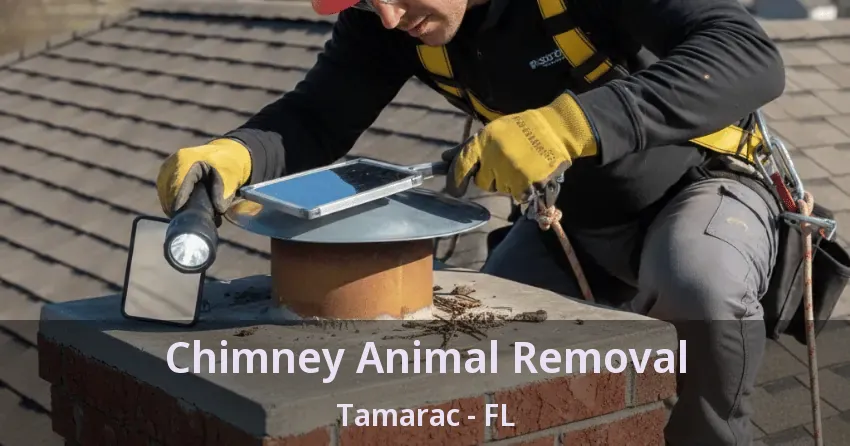 Chimney Animal Removal Tamarac - FL Chimney Animal Removal Tamarac - FL